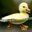 MADDUCK#1099