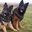mesha_1