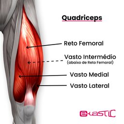 quadríceps