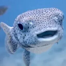 SirFish