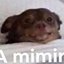 A mimir