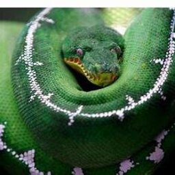 EmeraldBoa