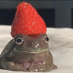Koronka