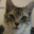 MEOWVAL