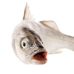 sammefisk