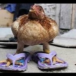 YourLocalChicken