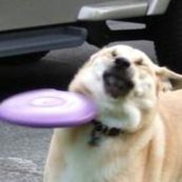 crellethenice