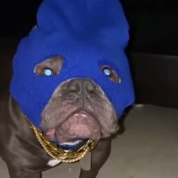 BALACLAVA BULLDOG