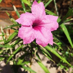 Deley de Oliveira Ferreira