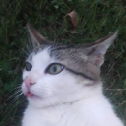 Oltenu