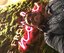 iT_earth_0#