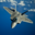 F22#