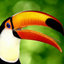 TocoTucan