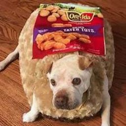 Delicious dog