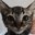 PEDAÇO DE GATO