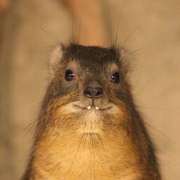 Hyrax090