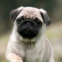Pug-