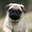 Pug-
