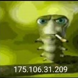 piczusek3