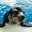 Sea Lions