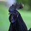 BIG BLACK COCK