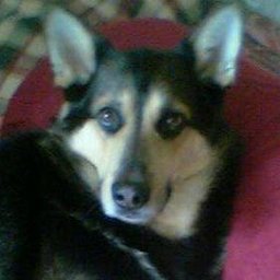 Shriki1995