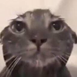 average hentai enjoyer#7831