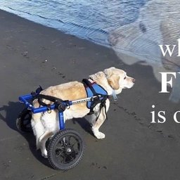 SplinterKornjacelo#1419