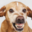 CAMPDOG (was deleted at: 2020-06-20T10:59:36.4729162Z)
