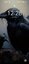 Witcher027