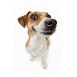 malditotuca