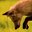 SharkFox