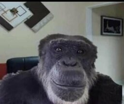 Chimpanze#100