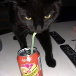 blackzbtw