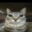Snow.xrc