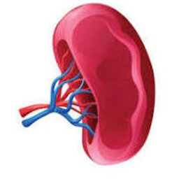 Spleen1
