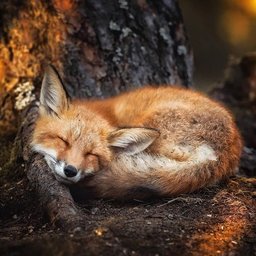Fox_Hunter_22