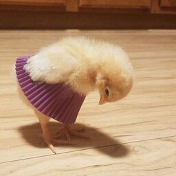 LAAAAWWWWWWWWWWWWWAAAAAALL