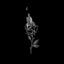 Myotis