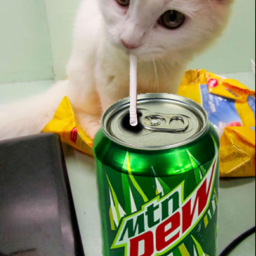 im_on_mtndew