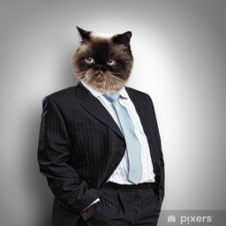 Aditor