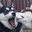 Husky Squad