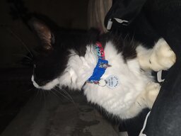 Neta da vovó capa fácil