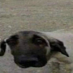 Arooo