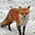 AskoFox