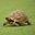 tortoise