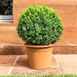 SupremeShrub