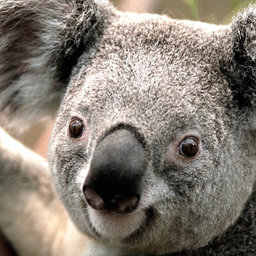 THE HARDSTUCK DIAMOND