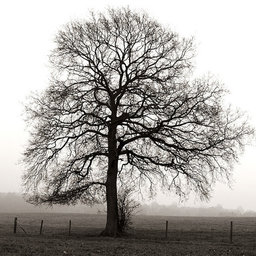 AdrianSebastianPieczuro