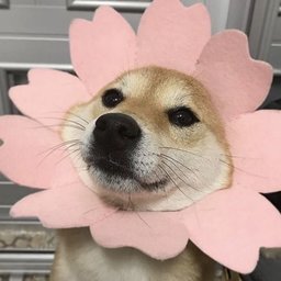 alexkejoke